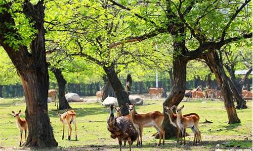 西安北到秦岭野生动物园路线地铁怎么坐_西安北到秦岭野生动物园路线